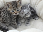 Cuccioli British Shorthair - Foto n. 1