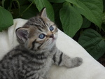 Cuccioli British Shorthair - Foto n. 3