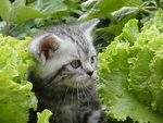 Cuccioli British Shorthair - Foto n. 4