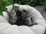 Cuccioli British Shorthair - Foto n. 2