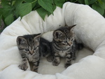 Cuccioli British Shorthair