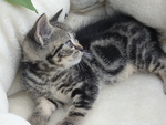 Cuccioli British Shorthair - Foto n. 4