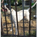 Cuccioli di Amstaff - Foto n. 5