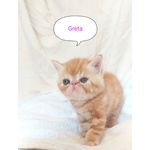 Gattini Exotic Shorthair red Tabby Blotched - Foto n. 1