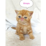 Gattini Exotic Shorthair red Tabby Blotched - Foto n. 2