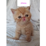 Gattini Exotic Shorthair red Tabby Blotched - Foto n. 3