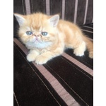 Gattini Exotic Shorthair red Tabby Blotched - Foto n. 5