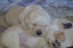 Cucciolo Labrador con Pedigree - Allevamento Labrador Expo - Foto n. 2