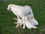 Cucciolo Labrador con Pedigree - Allevamento Labrador Expo - Foto n. 3