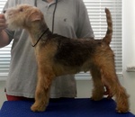 Lakeland Terrier - Foto n. 1