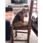 Lakeland Terrier - Foto n. 2