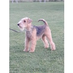 Lakeland Terrier - Foto n. 3