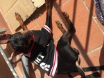 Cerco Pinscher femmina per accoppiamento