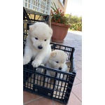 Vendesi Cucciolo di chow chow Maschio - Foto n. 2