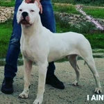 🐶 Dogo Argentino maschio di 2 anni e 7 mesi in vendita a Gualtieri Sicaminò (ME) e in tutta Italia da privato