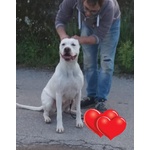 Cuccioli di dogo Argentino - Foto n. 2