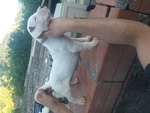 Cuccioli di dogo Argentino - Foto n. 4