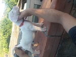 Cuccioli di dogo Argentino - Foto n. 6