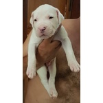 Cuccioli di dogo Argentino - Foto n. 8