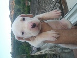 Cuccioli di dogo Argentino - Foto n. 9