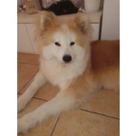 Vendo tre Bellissimi Cuccioli di Akita Inu - Foto n. 8