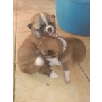 Vendo tre Bellissimi Cuccioli di Akita Inu - Foto n. 1