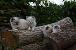 Ragdoll Cuccioli Gattini - Foto n. 2