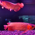 Super Rosso Arowana, Albino Stingray Pesce in Vendita