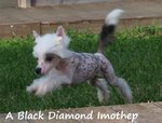 Cucciolo di chinese crested dog