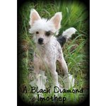 Cucciolo di Chinese Crested Dog - Foto n. 2