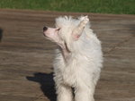 Cucciola di Chinese Crested Dog - Foto n. 2