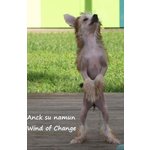 Cucciola di Chinese Crested Dog - Foto n. 2