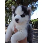 Cuccioli di Husky Siberiano