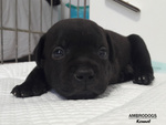 Cuccioli Staffordshire bull Terrier - Foto n. 1