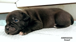 Cuccioli Staffordshire bull Terrier - Foto n. 4