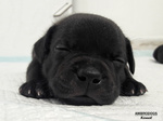 Cuccioli Staffordshire bull Terrier - Foto n. 5