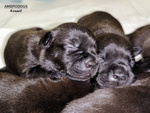 Cuccioli Staffordshire bull Terrier - Foto n. 7