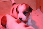 Cuccioli di jack Russell Terrier con Pedigree - Foto n. 1