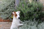 Cuccioli di jack Russell Terrier con Pedigree - Foto n. 2
