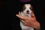 Cuccioli di jack Russell Terrier con Pedigree - Foto n. 3