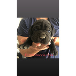 Cuccioli cane Corso Italiano - Foto n. 1