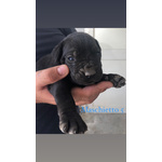 Cuccioli cane Corso Italiano - Foto n. 4