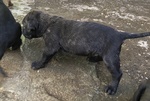 Cuccioli cane Corso Italiano - Foto n. 5