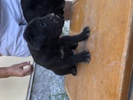 Cuccioli cane Corso Italiano - Foto n. 7