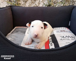 Bull Terrier Inglese Standard Cuccioli - Foto n. 1