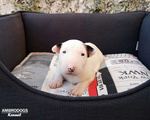 Bull Terrier Inglese Standard Cuccioli