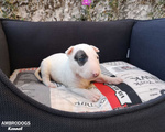 Bull Terrier Inglese Standard Cuccioli - Foto n. 3