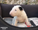 Bull Terrier Inglese Standard Cuccioli - Foto n. 4