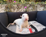 Bull Terrier Inglese Standard Cuccioli - Foto n. 6