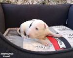 Bull Terrier Inglese Standard Cuccioli - Foto n. 8